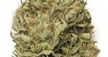 Blue Dream Auto – Humboldt Seed Organization – autoflowering