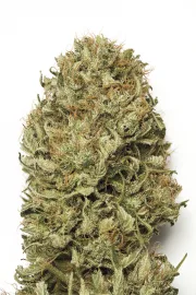Blue Dream Auto – Humboldt Seed Organization – Autoflowering