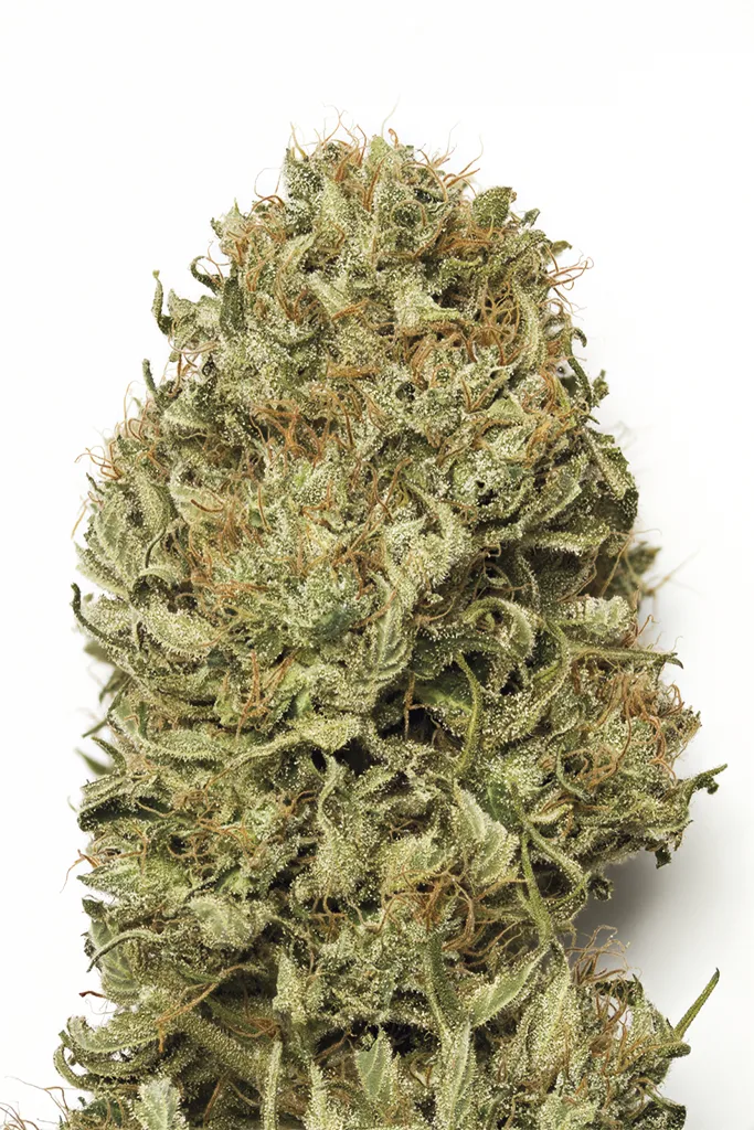 Blue Dream Auto – Humboldt Seed Organization – Autoflowering