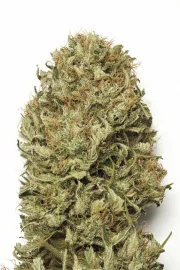 Blue Dream Auto – Humboldt Seed Organization – Autoflowering