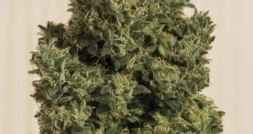 Blue Dream CBD – Humboldt Seed Organization – feminized