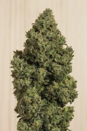Blue Dream CBD – Humboldt Seed Organization – Feminized