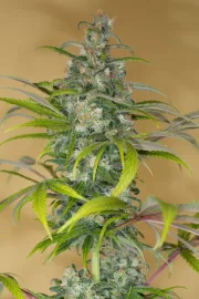 Blue Dream CBD – Humboldt Seed Organization – Feminized