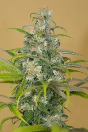 Blue Dream CBD – Humboldt Seed Organization – Feminized