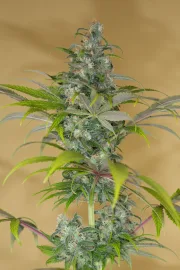 Blue Dream CBD – Humboldt Seed Organization – Feminized