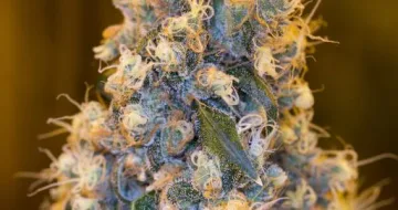 Blue Fire – Humboldt Seed Organization – feminized