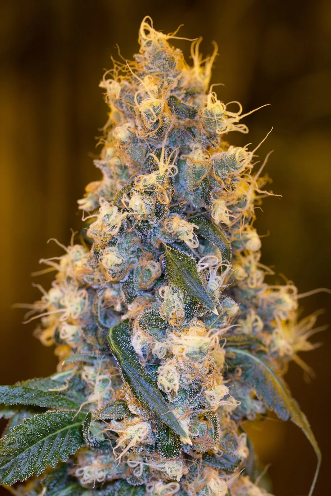 Blue Fire – Humboldt Seed Organization – Feminized