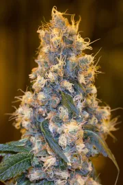 Blue Fire – Humboldt Seed Organization – Feminized