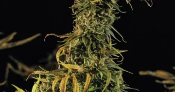 Blueberry Headband – Humboldt Seed Organization – feminized