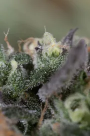 Blueberry Headband – Humboldt Seed Organization – Feminized