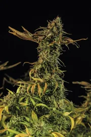 Blueberry Headband – Humboldt Seed Organization – Feminized