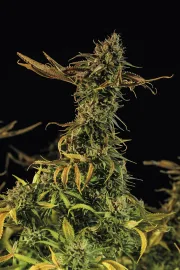 Blueberry Headband – Humboldt Seed Organization – Feminized