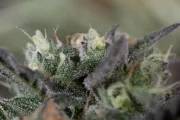 Blueberry Headband – Humboldt Seed Organization – Feminized