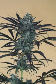 Blueberry Headband – Humboldt Seed Organization – Feminized