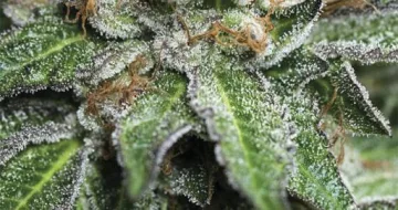 Bubba Kush – Humboldt Seed Organization – feminized