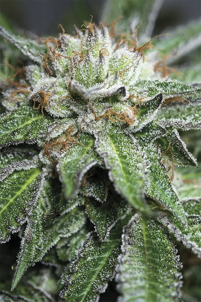 Bubba Kush – Humboldt Seed Organization – Feminized