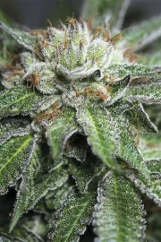 Bubba Kush – Humboldt Seed Organization – Feminized