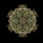 Bubba Kush – Humboldt Seed Organization – Feminized
