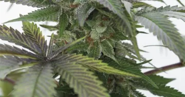 Bubba Kush 2.0 – Humboldt Seed Organization – feminized