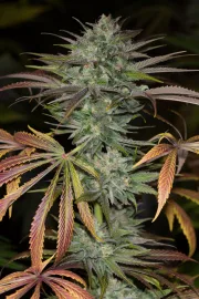 Bubba Kush 2.0 – Humboldt Seed Organization – Feminized