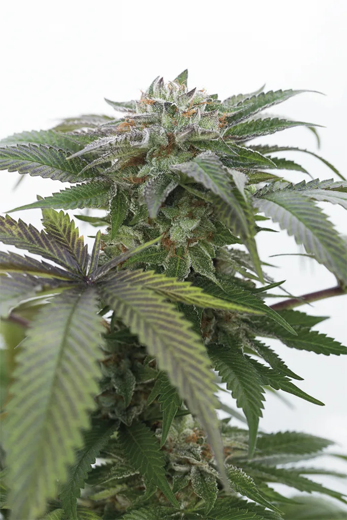 Bubba Kush 2.0 – Humboldt Seed Organization – Feminized