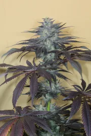 Bubba Kush 2.0 – Humboldt Seed Organization – Feminized
