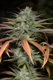 Bubba Kush 2.0 – Humboldt Seed Organization – Feminized