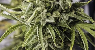 Bubba Kush Auto – Humboldt Seed Organization – autoflowering