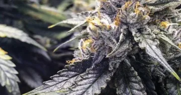 Bubba's Gift – Humboldt Seed Organization – feminized