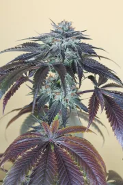 Bubba's Gift – Humboldt Seed Organization – Feminized