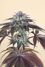 Bubba's Gift – Humboldt Seed Organization – Feminized