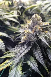 Bubba's Gift – Humboldt Seed Organization – Feminized