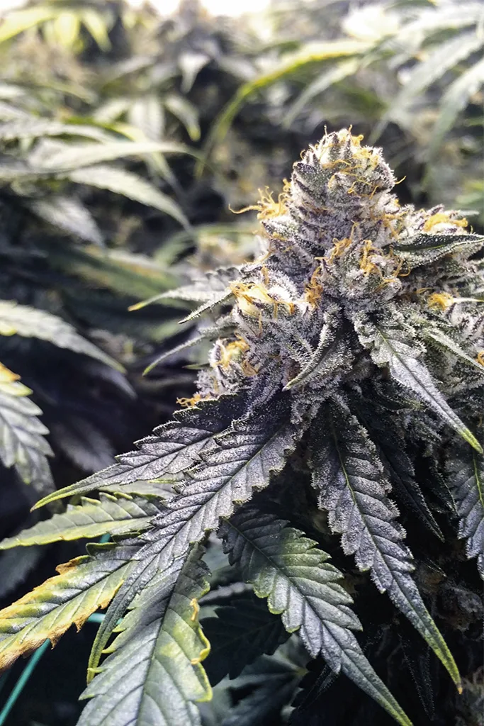 Bubba's Gift – Humboldt Seed Organization – Feminized