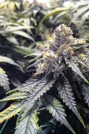Bubba's Gift – Humboldt Seed Organization – Feminized