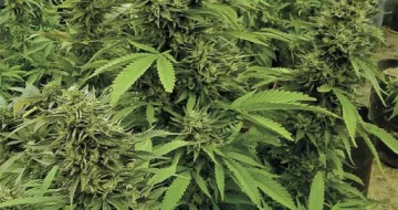 Chemdawg – Humboldt Seed Organization – feminized