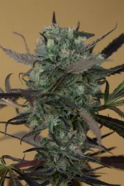 Chemdawg – Humboldt Seed Organization – Feminized