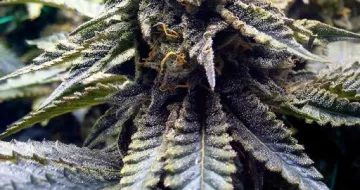 Chocolate Mint OG – Humboldt Seed Organization – feminized