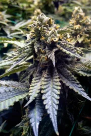 Chocolate Mint OG – Humboldt Seed Organization – Feminized