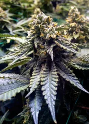 Chocolate Mint OG – Humboldt Seed Organization – Feminized
