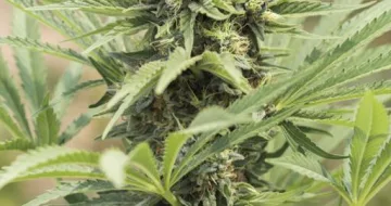 Dedoverde Haze – Humboldt Seed Organization – feminized