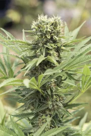 Dedoverde Haze – Humboldt Seed Organization – Feminized