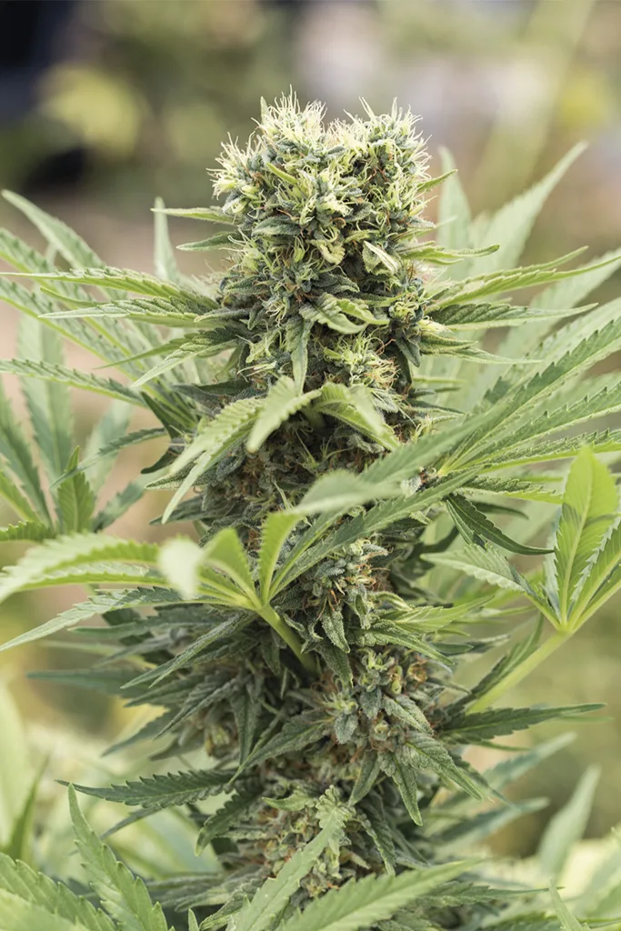 Dedoverde Haze – Humboldt Seed Organization – Feminized