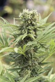 Dedoverde Haze – Humboldt Seed Organization – Feminized