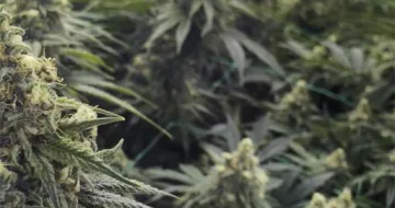Desert Diesel – Humboldt Seed Organization – feminized