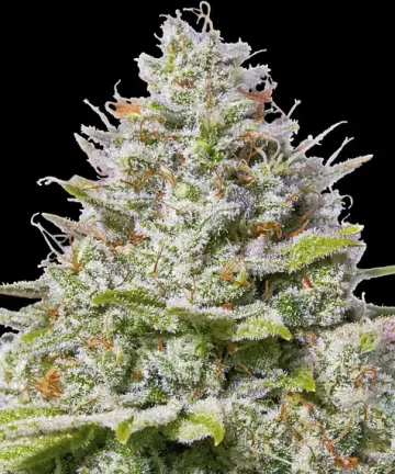 Blue Gelato 41 – Barneys Farm – feminized