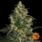 Blue Gelato 41 – Barneys Farm – Feminized