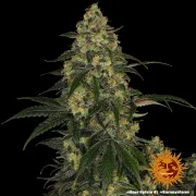 Blue Gelato 41 – Barneys Farm – Feminized