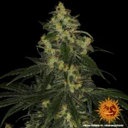 Blue Gelato 41 – Barneys Farm – Feminized