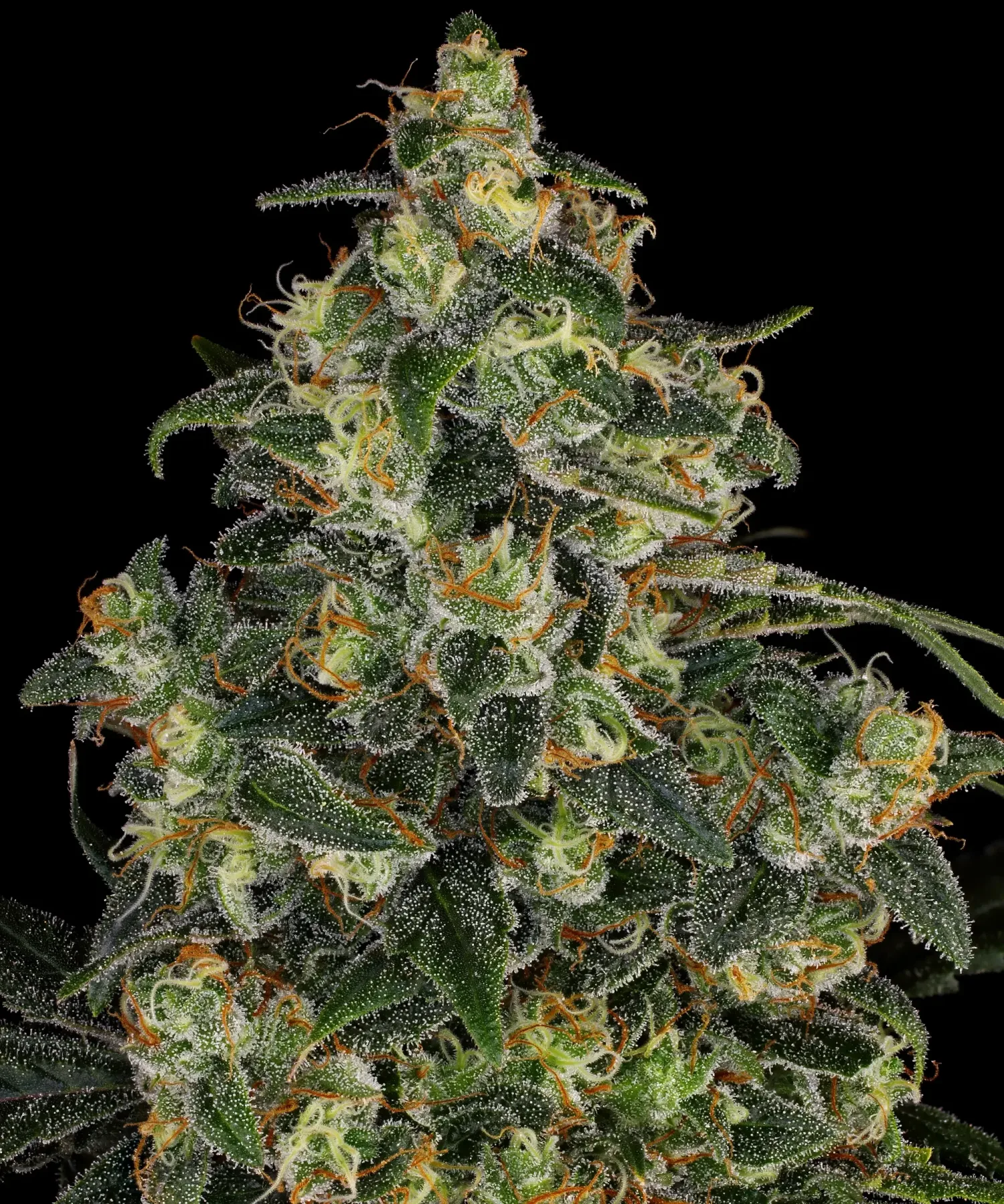 Blue Gelato 41 – Barneys Farm – Feminized