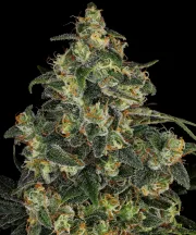 Blue Gelato 41 – Barneys Farm – Feminized